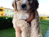 Saglik Ve Irk Garantili Toy Poodle Bebeklerimiz