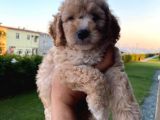 Saglik Ve Irk Garantili Toy Poodle Bebeklerimiz