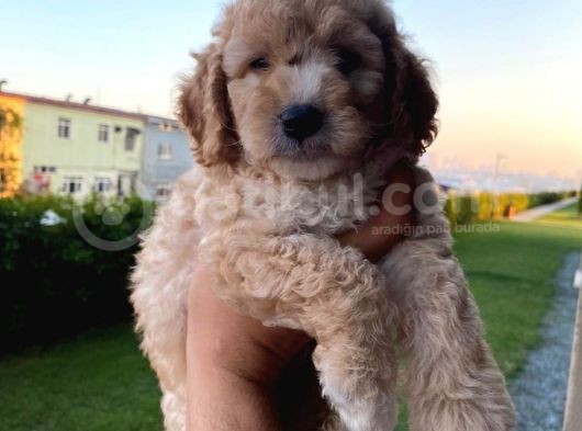 Saglik Ve Irk Garantili Toy Poodle Bebeklerimiz görsel