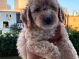 Saglik Ve Irk Garantili Toy Poodle Bebeklerimiz