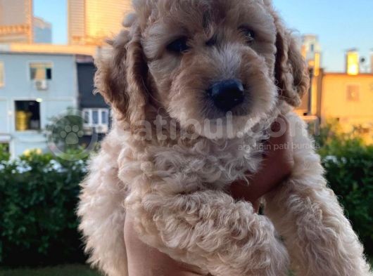 Saglik Ve Irk Garantili Toy Poodle Bebeklerimiz görsel