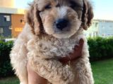 Saglik Ve Irk Garantili Toy Poodle Bebeklerimiz