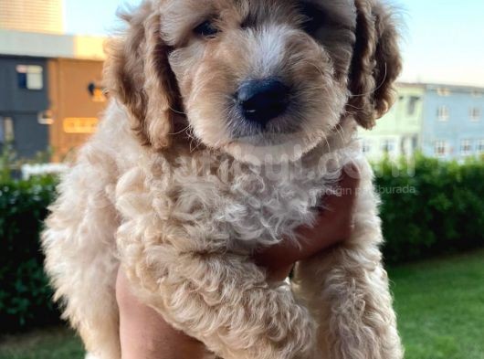 Saglik Ve Irk Garantili Toy Poodle Bebeklerimiz