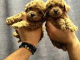 Sinifinin En İyi̇leri̇nden Red Toy Poodle Yavrumuz