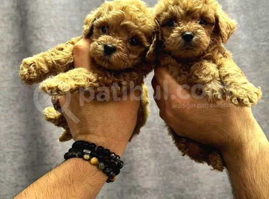 Sinifinin En İyi̇leri̇nden Red Toy Poodle Yavrumuz görsel