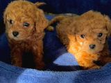 Show Kalite Irk Garantili Toy Poodle Bebisler