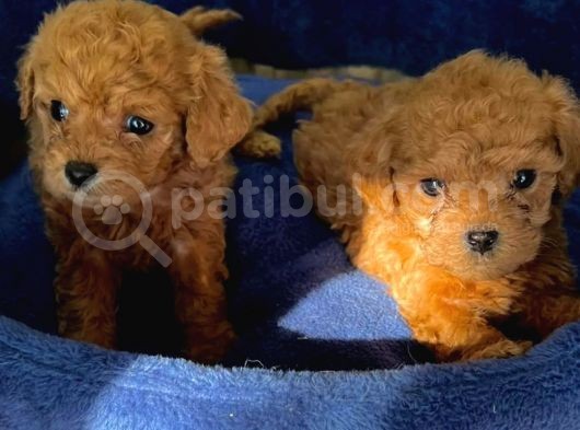 Show Kalite Irk Garantili Toy Poodle Bebisler görsel