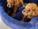 Show Kalite Irk Garantili Toy Poodle Bebisler