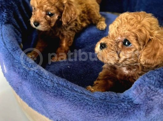 Show Kalite Irk Garantili Toy Poodle Bebisler