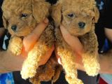 Sinifinin En İyi̇leri̇nden Red Toy Poodle Yavrumuz