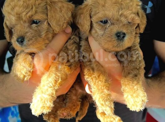 Sinifinin En İyi̇leri̇nden Red Toy Poodle Yavrumuz