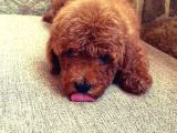Muhteşem Yapidaki̇ Red Toy Poodle Bebeklerimiz