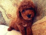 Muhteşem Yapidaki̇ Red Toy Poodle Bebeklerimiz