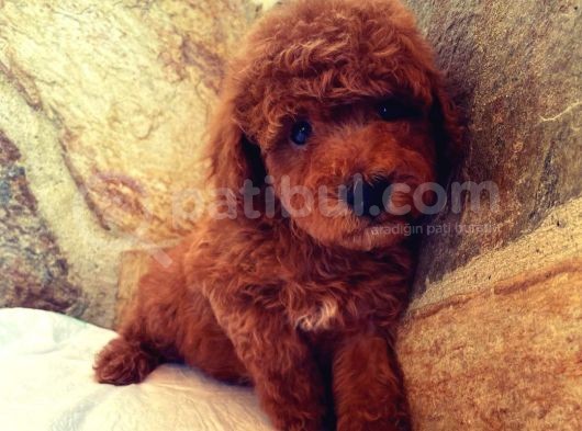 Muhteşem Yapidaki̇ Red Toy Poodle Bebeklerimiz görsel