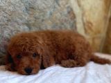 Muhteşem Yapidaki̇ Red Toy Poodle Bebeklerimiz