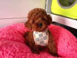 Orji̇nal Toy Poddle