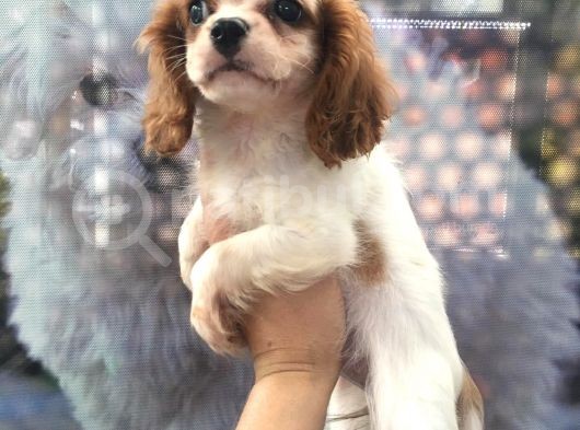 Cavali̇er Ki̇ng Charles Puppy