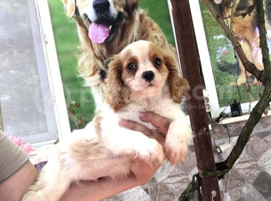 Cavali̇er Ki̇ng Charles Puppy görsel