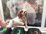 Cavali̇er Ki̇ng Charles Puppy