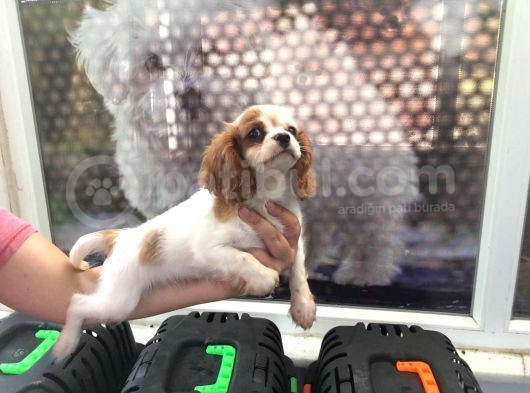 Cavali̇er Ki̇ng Charles Puppy görsel