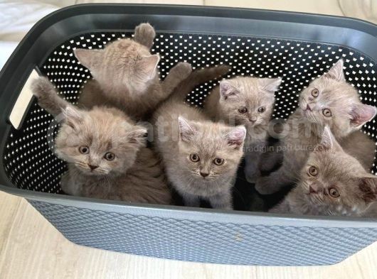 British Shorthair / Longhair Ödüllü Lilac Yavrumuz görsel