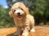 Orji̇nal Malti̇poo Bebeği̇mi̇z