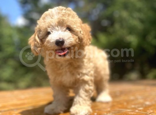 Orji̇nal Malti̇poo Bebeği̇mi̇z görsel