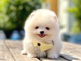 Safkan Pomeranian Boo Yavrular