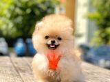 Safkan Pomeranian Boo Yavrular