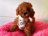 Orji̇nal Toy Poddle