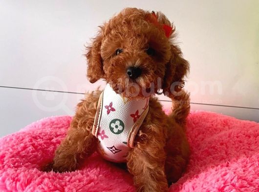 Orji̇nal Toy Poddle görsel