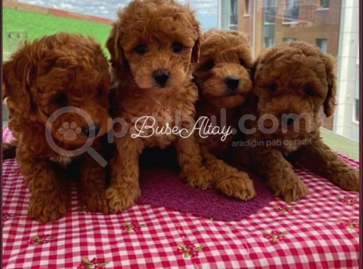 Evde Toy Ve Mi̇nyatür Seçenekli̇ Poodle Yavrular