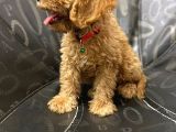 A Kali̇te Malti̇poo