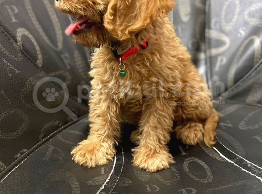 A Kali̇te Malti̇poo görsel