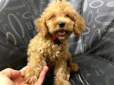 A Kali̇te Malti̇poo
