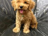 A Kali̇te Malti̇poo