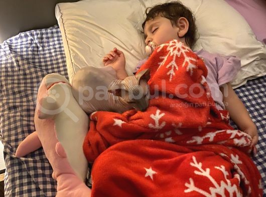 Sfenks Cinsi Kedim Kayıp görsel