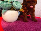 Karamelll Toypoodle In Yavrularııı