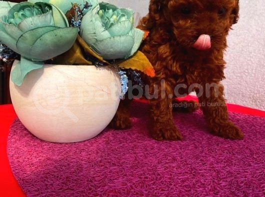 Karamelll Toypoodle In Yavrularııı görsel