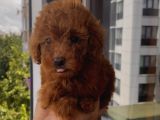Mükemmel Toypoodle Bebeklerrr