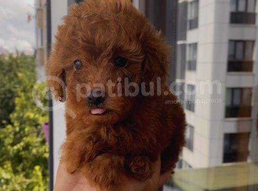 Mükemmel Toypoodle Bebeklerrr görsel