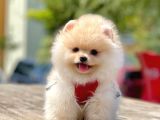 Safkan Pomeranian Boo Yavrularımız