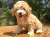 Orji̇nal Malti̇poo Bebeği̇mi̇z