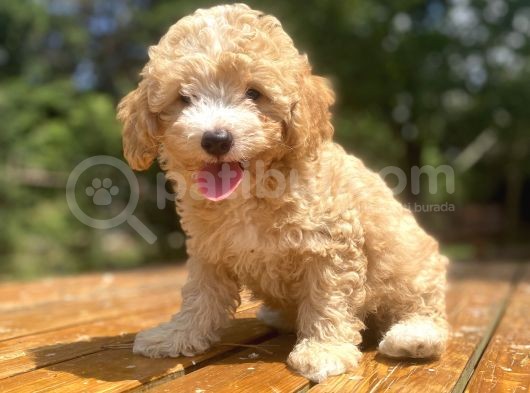 Orji̇nal Malti̇poo Bebeği̇mi̇z