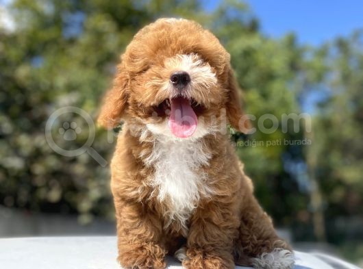 Özel Renk Red Malti̇poo Yavrumuz görsel