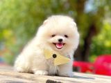 Safkan Pomeranian Boo Yavrular