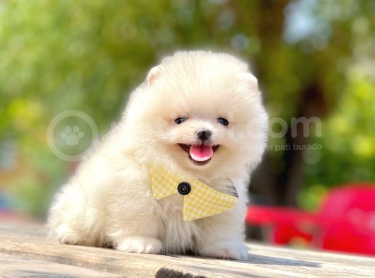 Safkan Pomeranian Boo Yavrular görsel