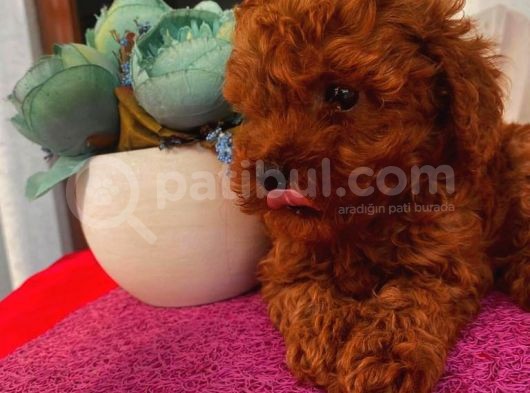 Karamelll Toypoodle In Yavrularııı görsel