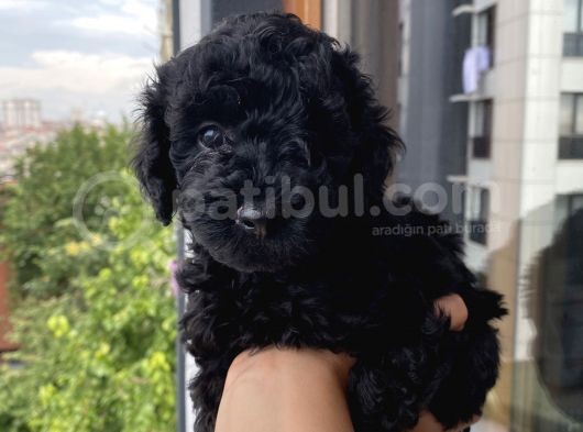 Bi̇zi̇m Bebekleri̇mi̇zi̇ Gördünüz Müüü görsel