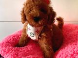 Orji̇nal Toy Poddle